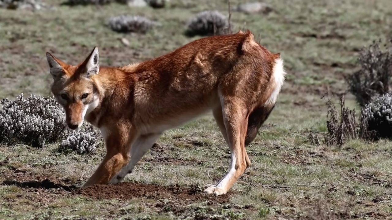 Ethiopian wolf captured mid-dig in Simien Mountains, Ethiopia.