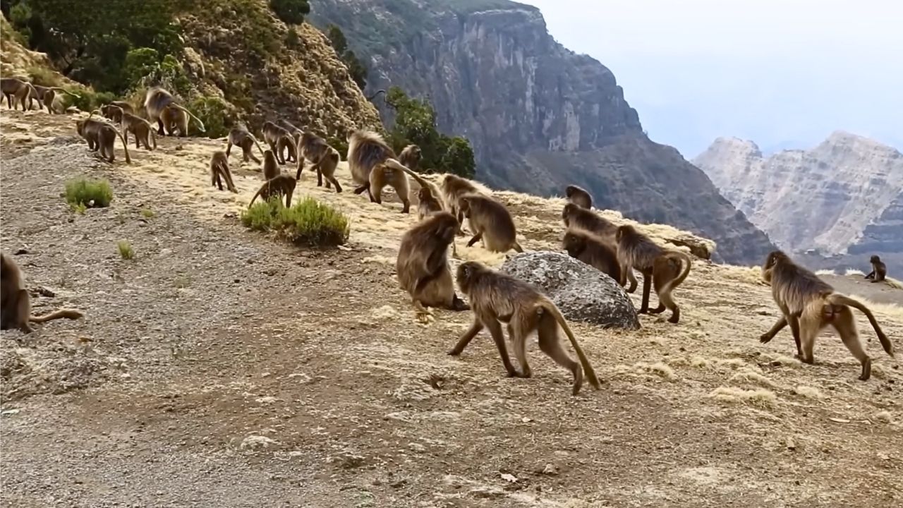 Large troop of gelada monkeys walking on plateau high in the Simien Mountains, Ethiopia.