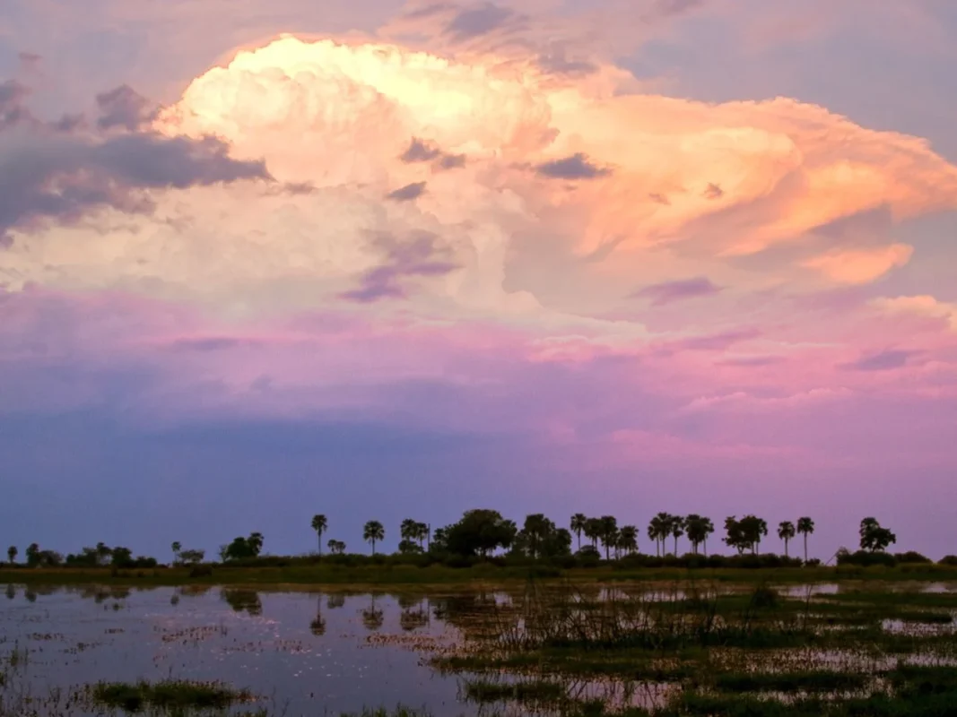Purple, red African sunset in the Okavango Delta with water in foreground, sunset and palm trees in the background