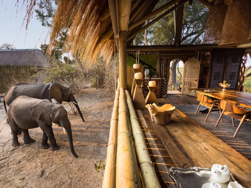 Sitatunga Private Island Okavango Delta, Botswana main lodge with elephants in photo close to lodge