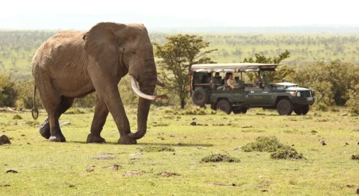 Huge bull elephant with left tusk broken in foreground with safari vehicle watching on in background on a Kenyan safari.
