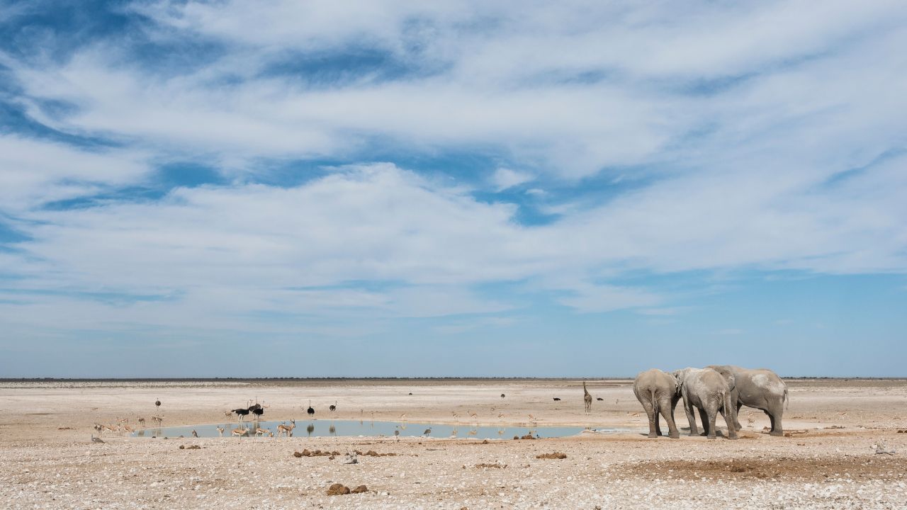 Herd of elephants walking towards a watering hole in the desert