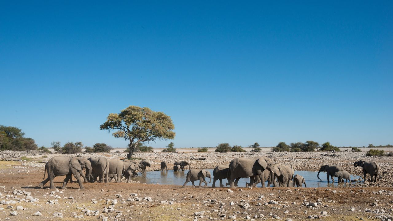 Herd of elephants playing in large desert watering hole