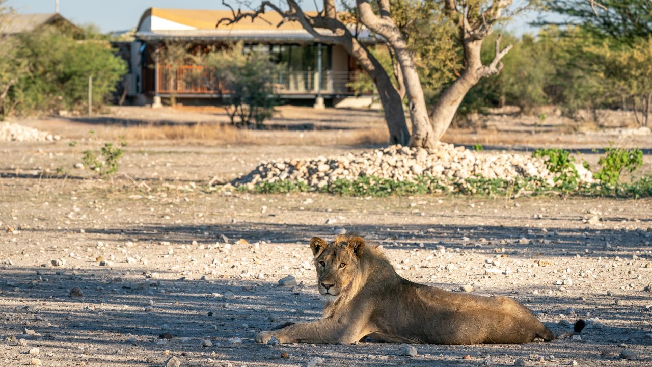 Lion lying down in the main lodge parking area, close-up wildlife encounter