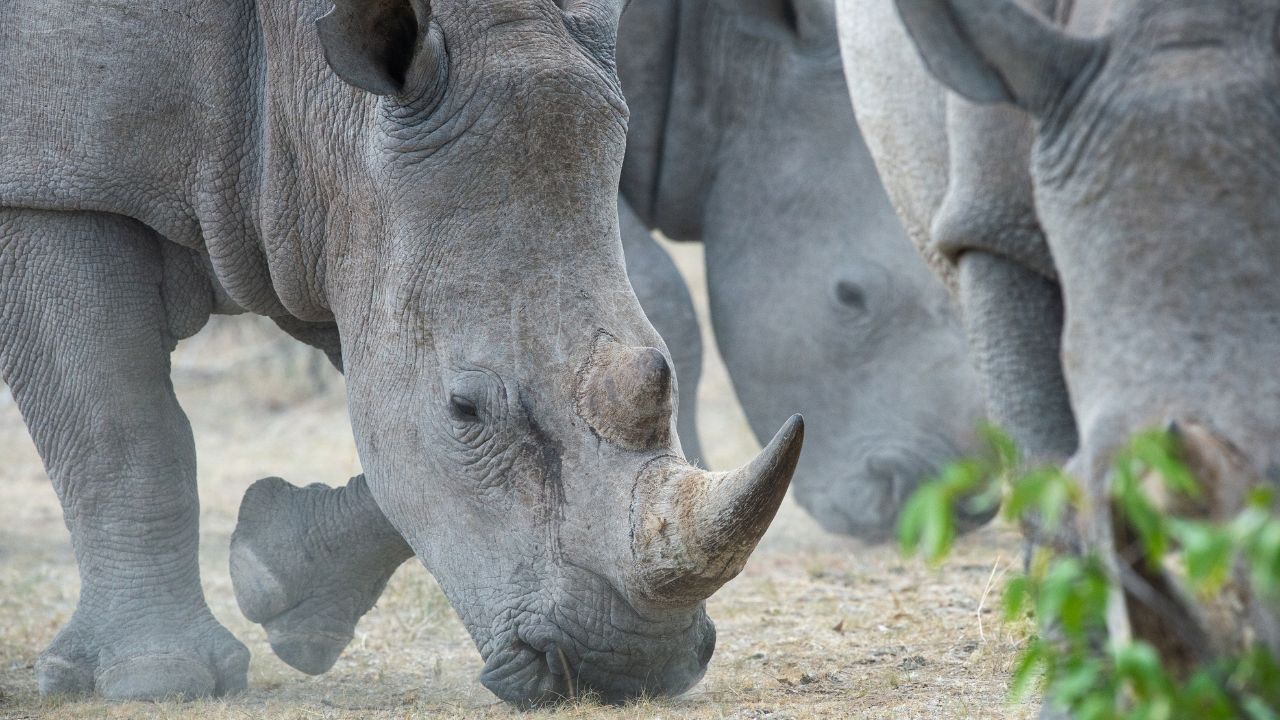 Close-up of Big Five endangered rhino foraging in desert