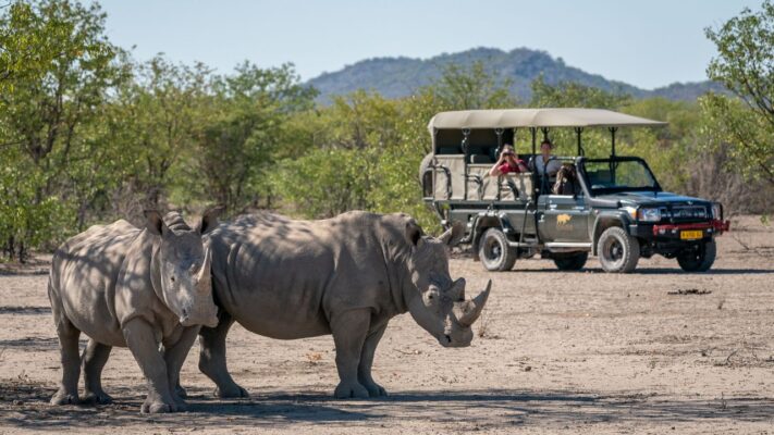 Big Five endangered rhino in foreground with safari vehicle and guests in background