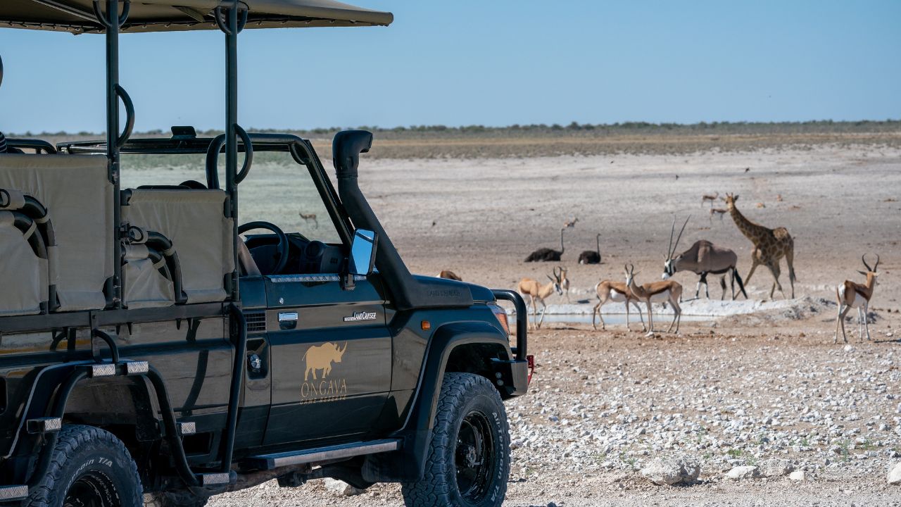 Safari vehicle parked observing ostrich, springbok, and oryx at watering hole