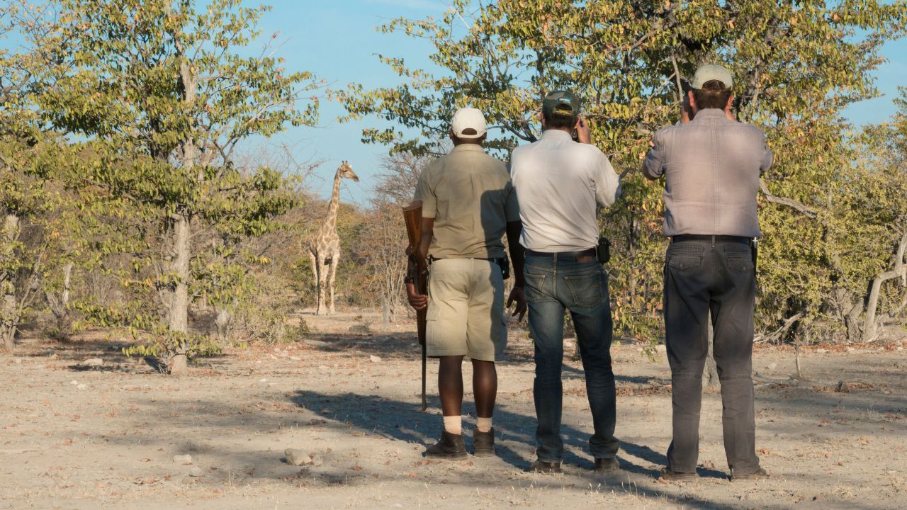 Armed ranger guiding two guests on private walking safari, viewing giraffe