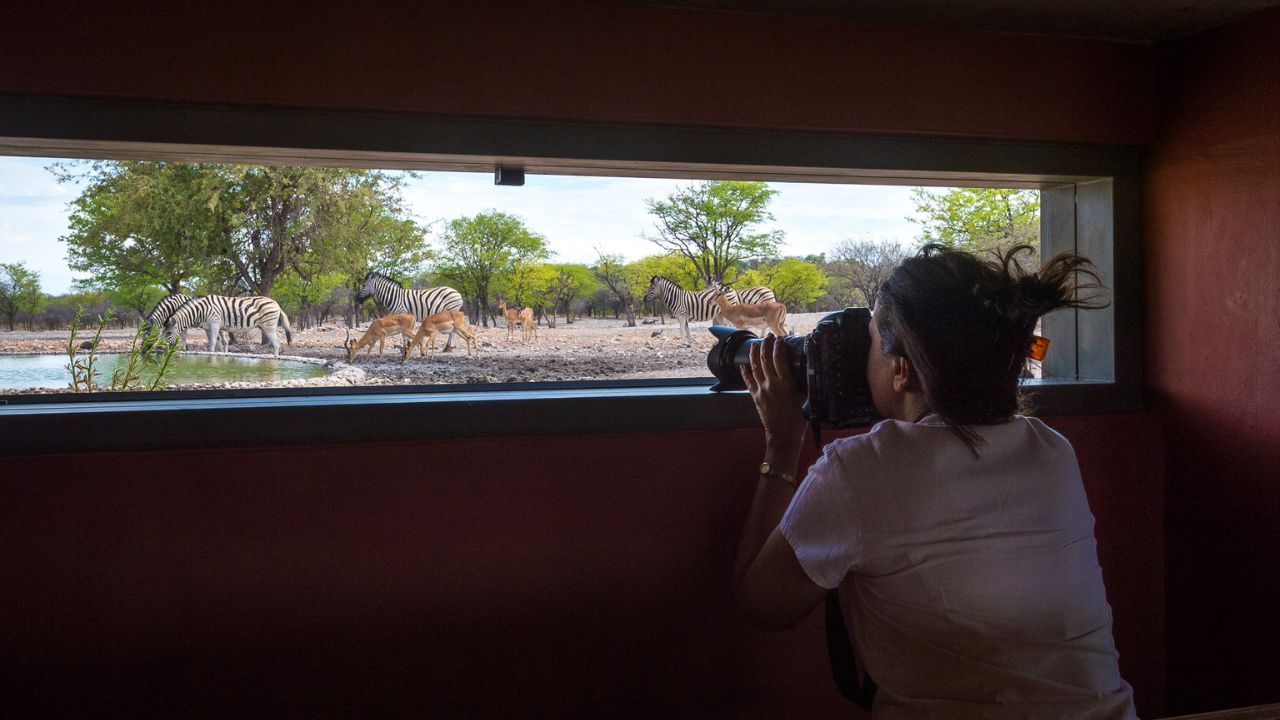 Professional photographer in hide photographing giraffe