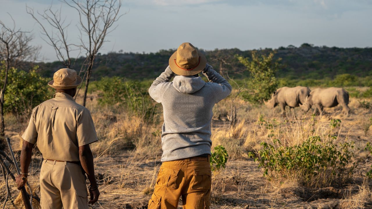 Guests with safari guide on walking safari observing a giraffe through binoculars