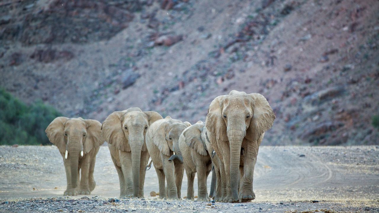 Herd of elephants walking toward the camera with desert mountains in the background