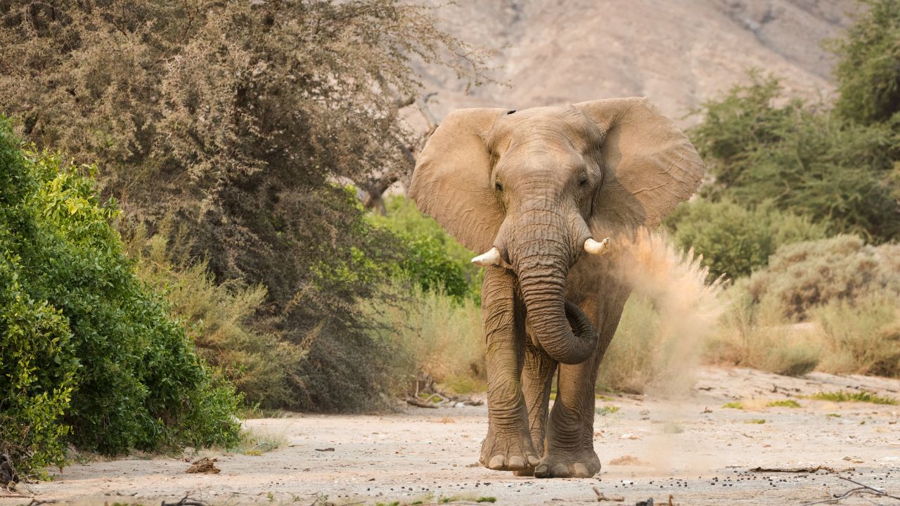 Lone bull elephant walking along sandy road with towering dunes in the background