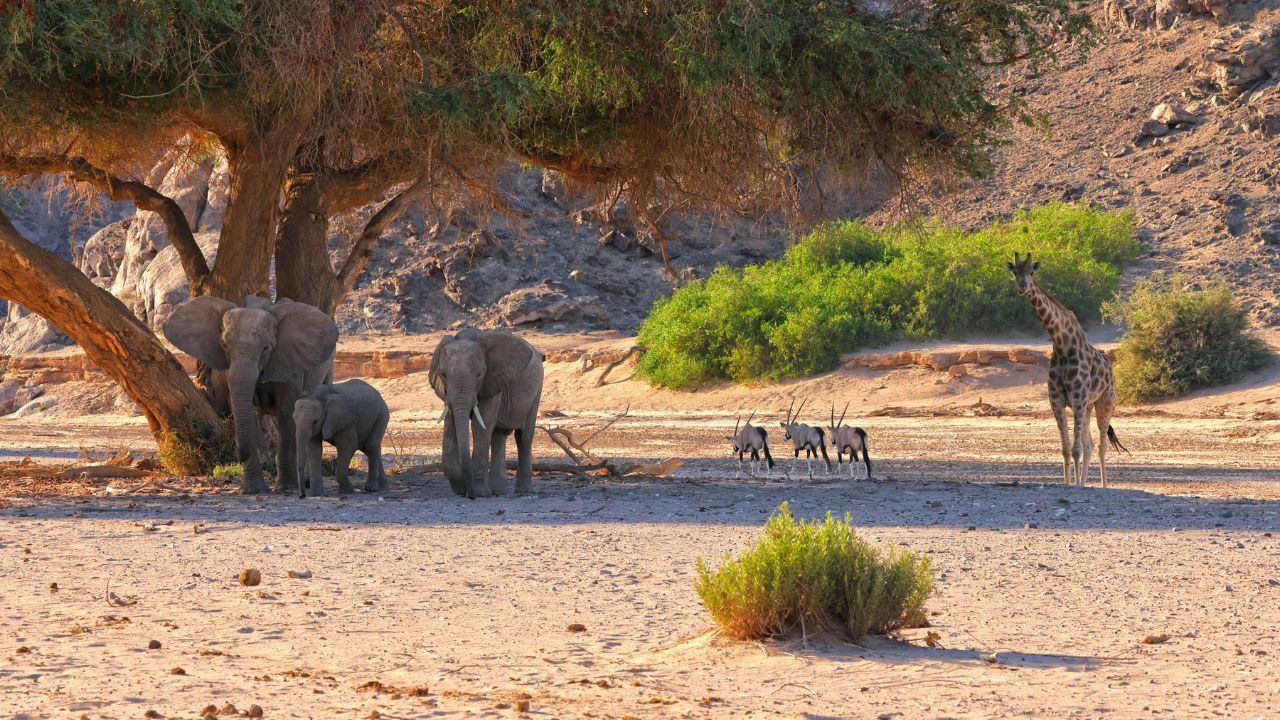 Oryx walking through desert under sparse trees with light vegetation and sandy surroundings