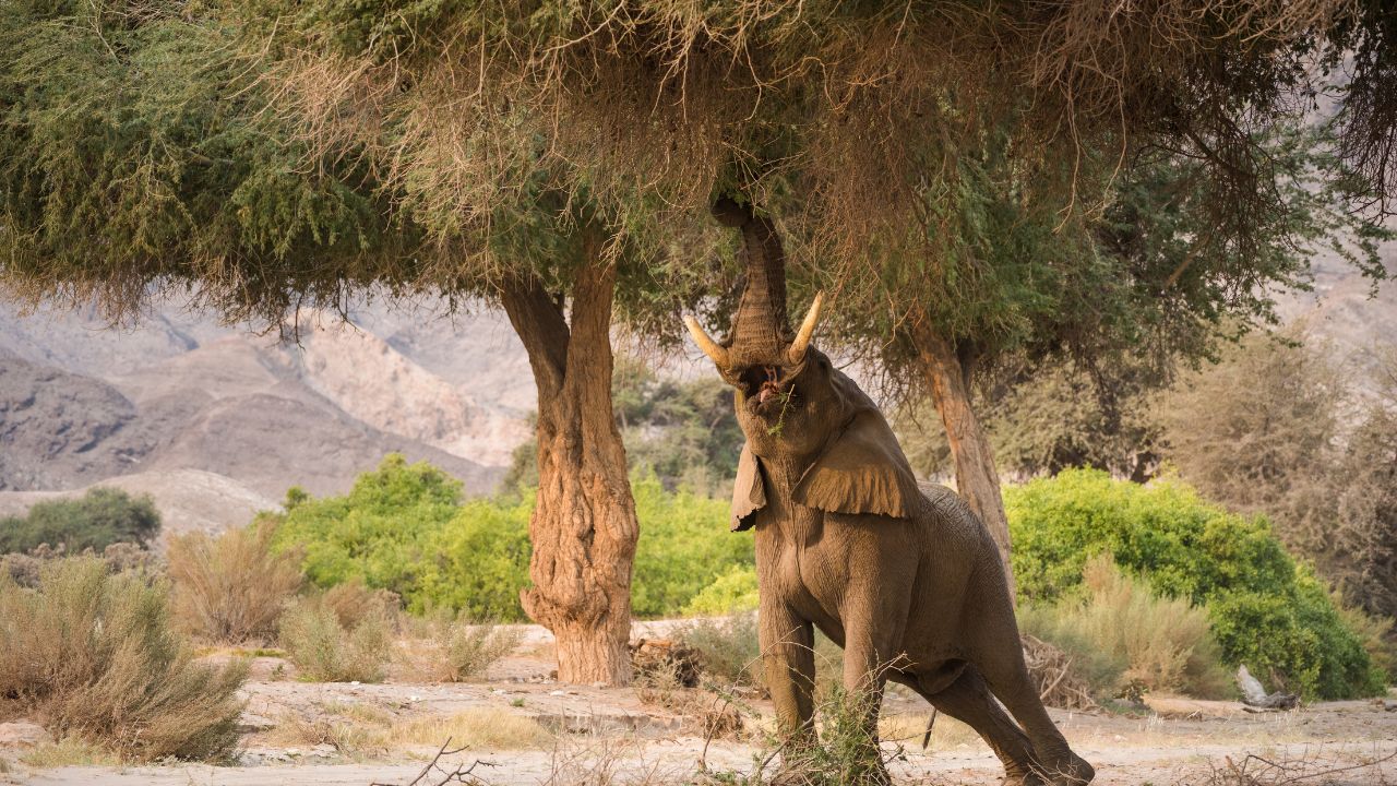 Large bull elephant stretching beneath desert trees with arid landscape in the background