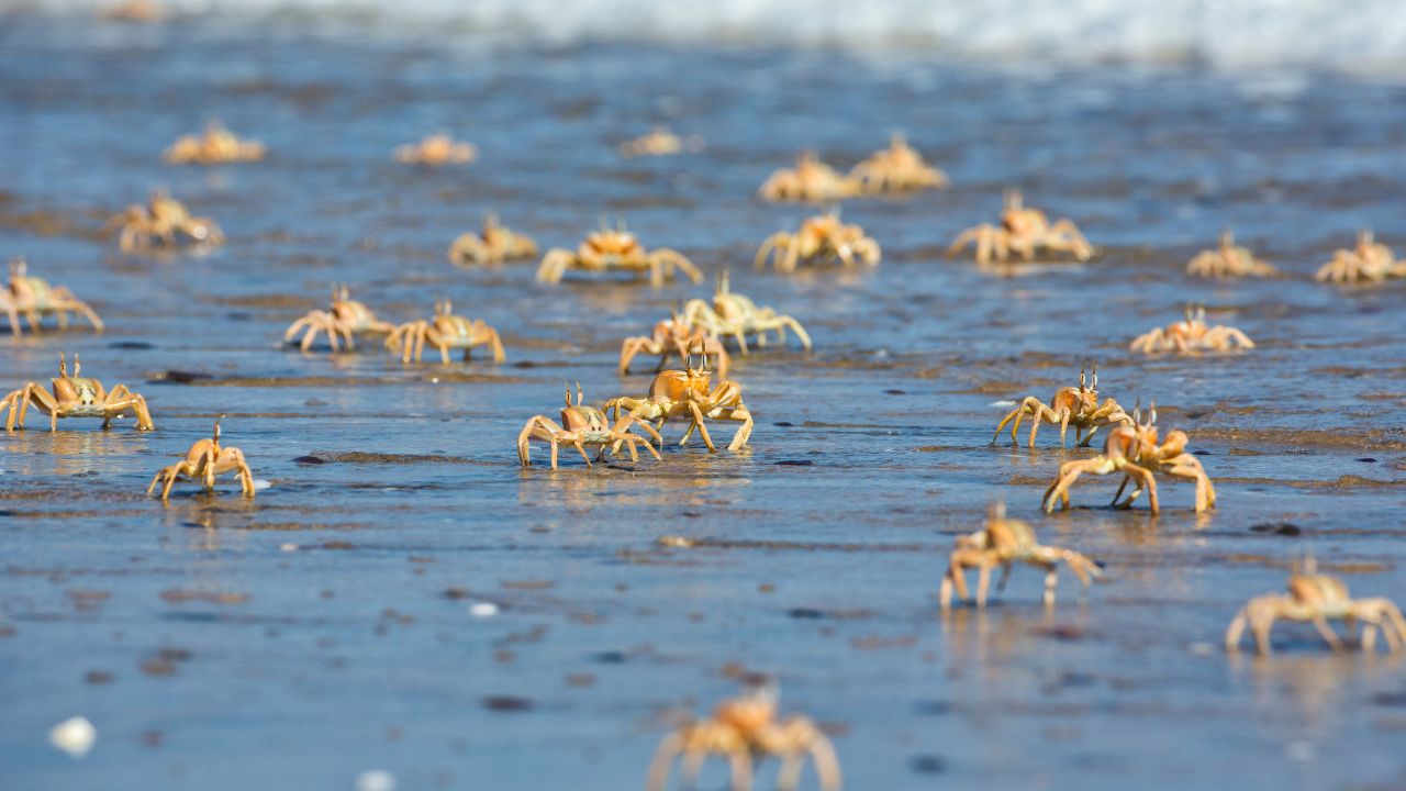 Desert crabs on sandy beach of Skeleton Coast