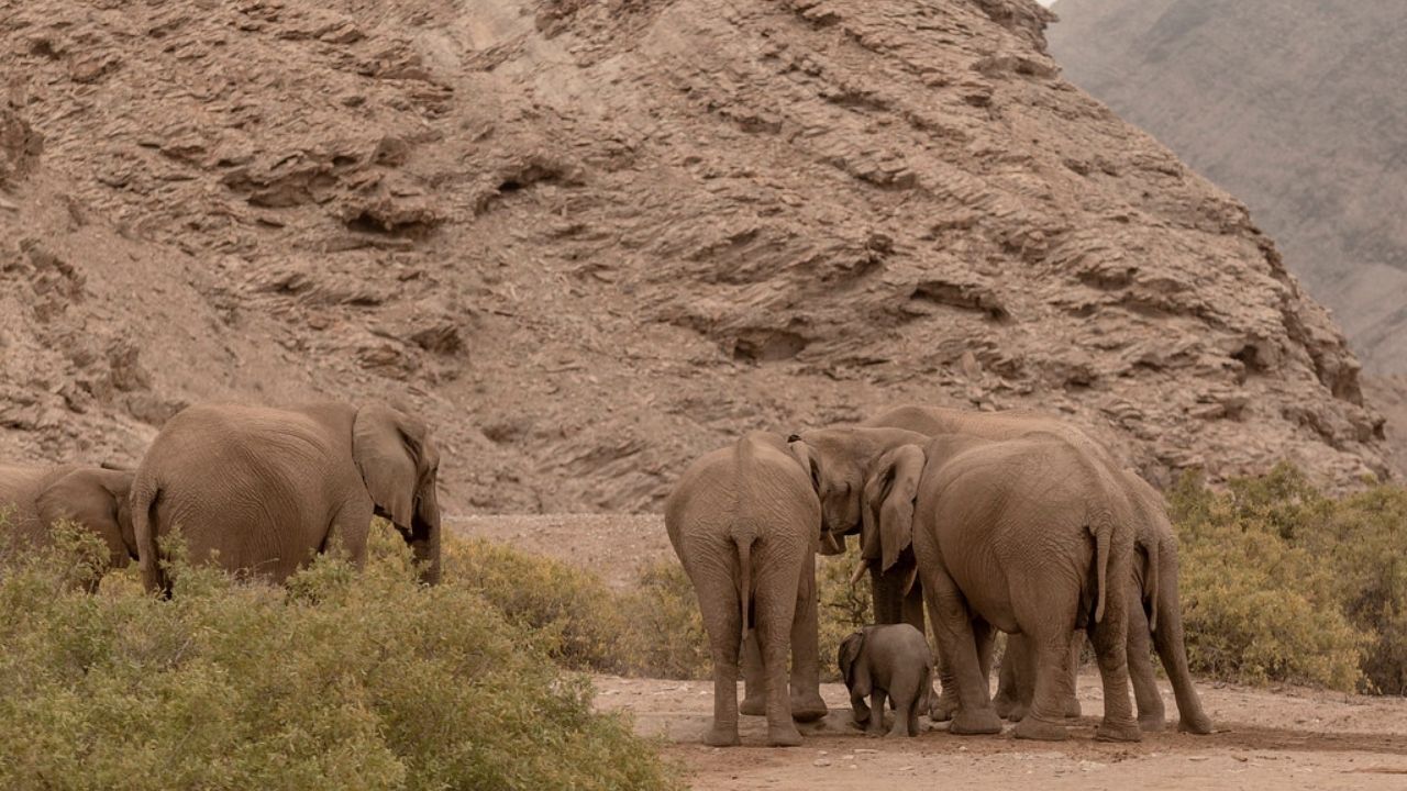 Herd of elephants, adults and baby, in dusty desert surroundings