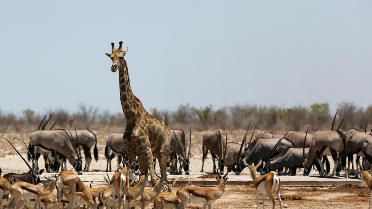 Dry pan in Namib desert with springbok, giraffe, and oryx