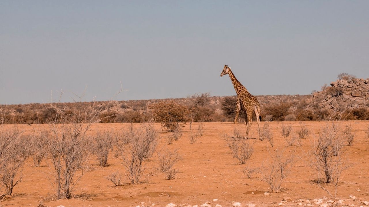Giraffe walking alone across red sands in arid Namibian desert