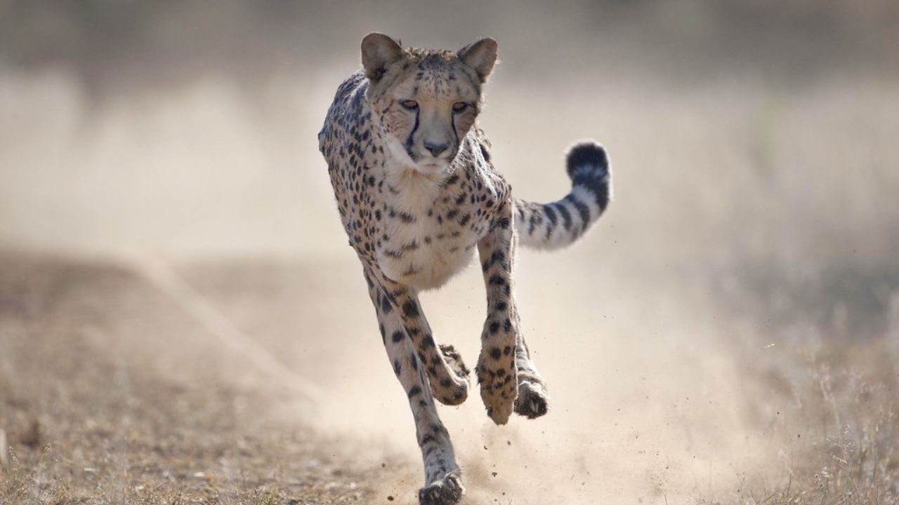 Cheetah in full flight running towards camera, blurred background, Namibia
