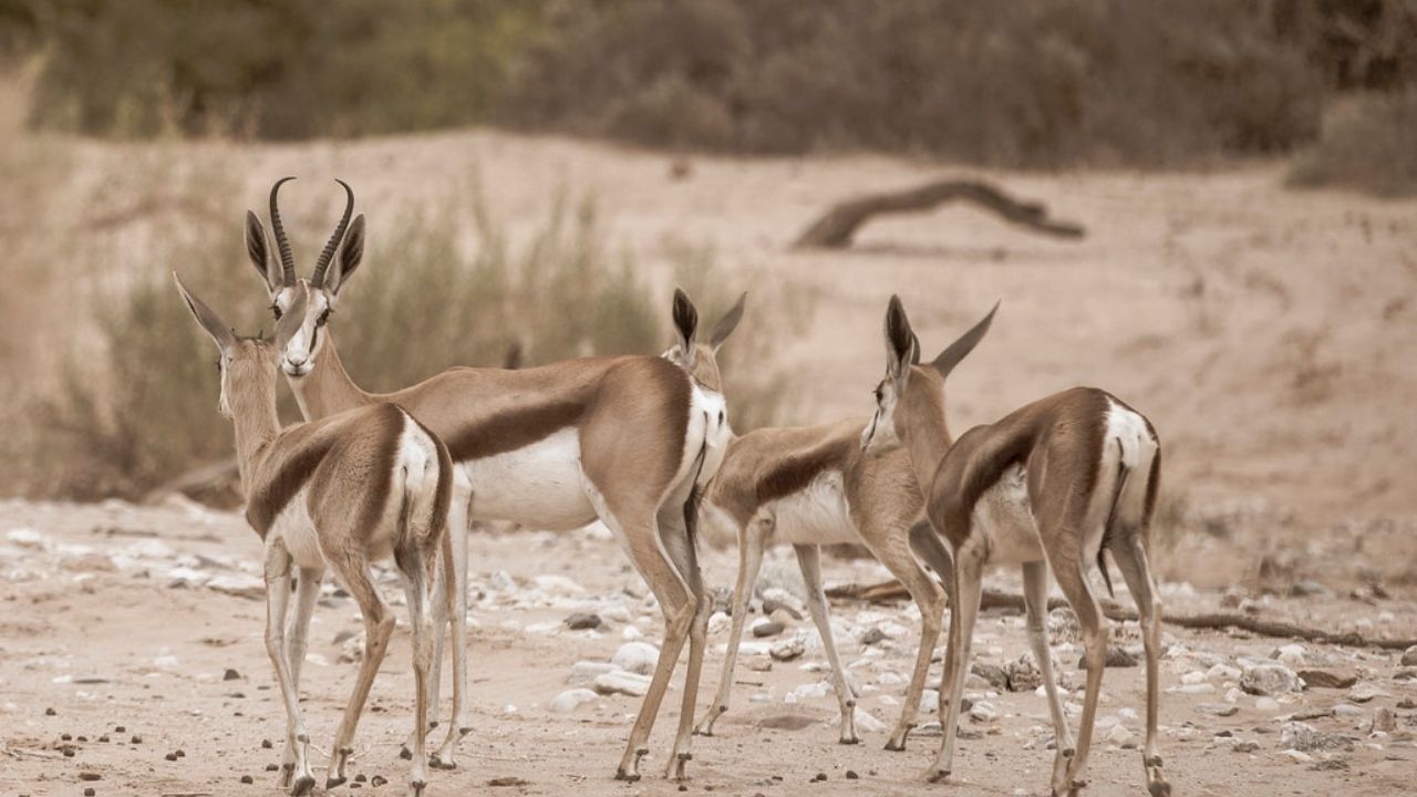 Group of springbok together in dusty arid desert, Namibia
