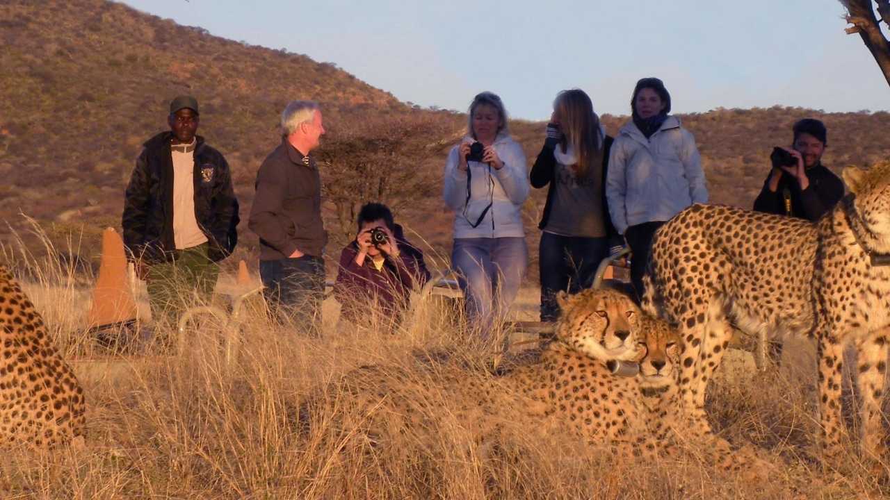 Cheetahs at the Cheetah Conservation Project in Namibia.