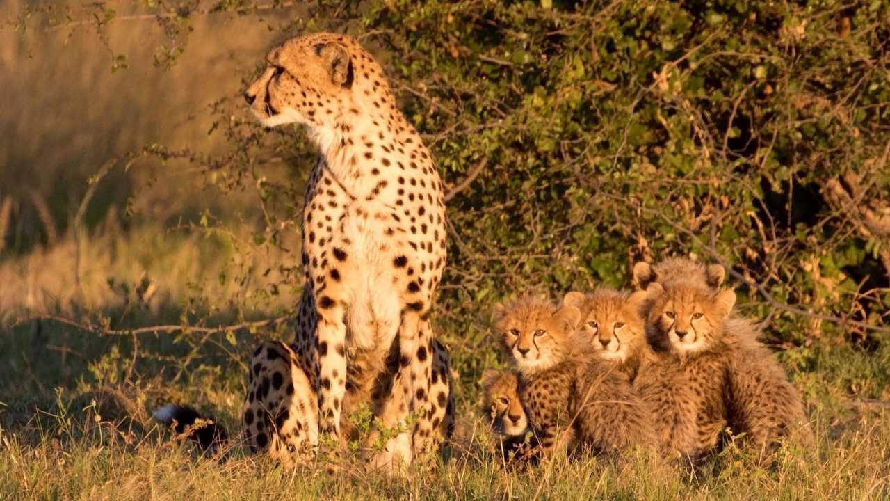 Cheetahs at the Cheetah Conservation Project in Namibia.