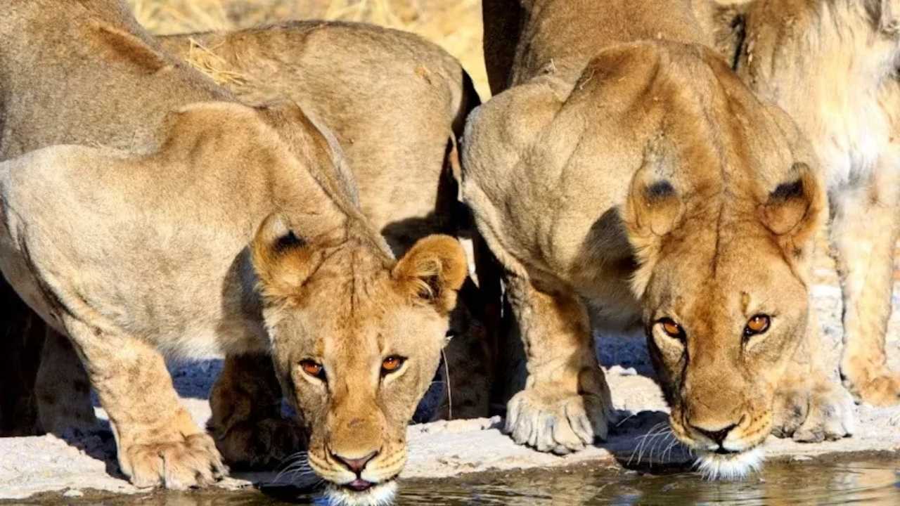Lions crouching and drinking water at Etosha National Park, Namibia.