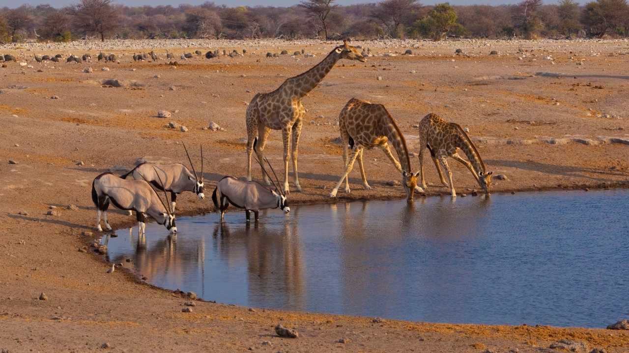 Giraffe drinking water at a watering hole in Etosha National Park, Namibia.