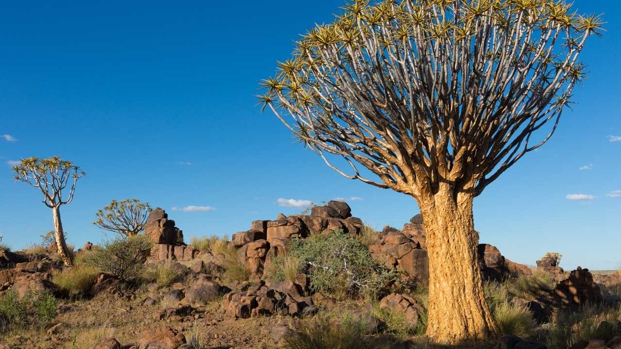 Quiver trees and rocky landscape in Keetmanshoop, Namibia.