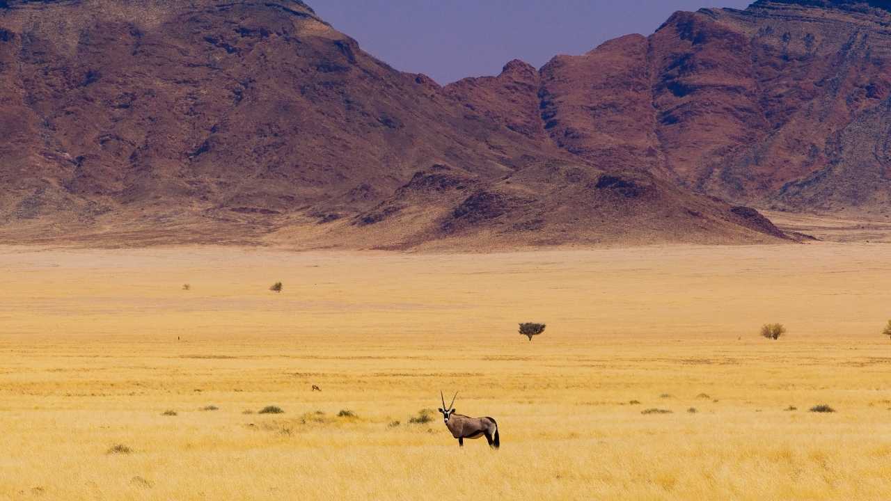 Antelope grazing in the wide open desert plains of Sossusvlei, Namibia.