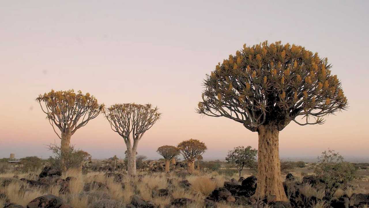 Quiver trees and rocky landscape in Keetmanshoop, Namibia.