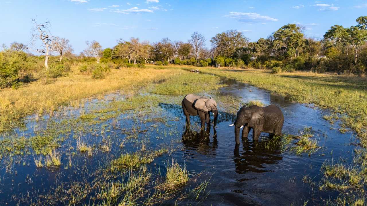 Two elephants drinking in wetlands near Selinda Camp, canoe safari in background.