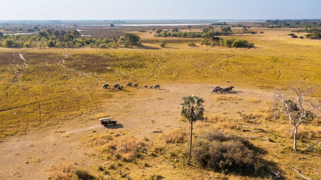 Aerial view of a safari vehicle in Botswana’s open bush with a herd of elephants nearby.