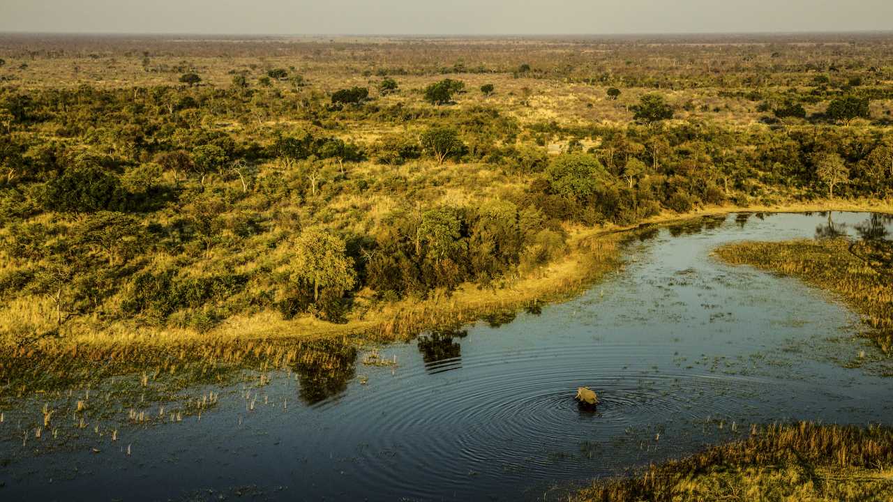 Aerial view of an elephant standing in water in Botswana’s Okavango Delta.