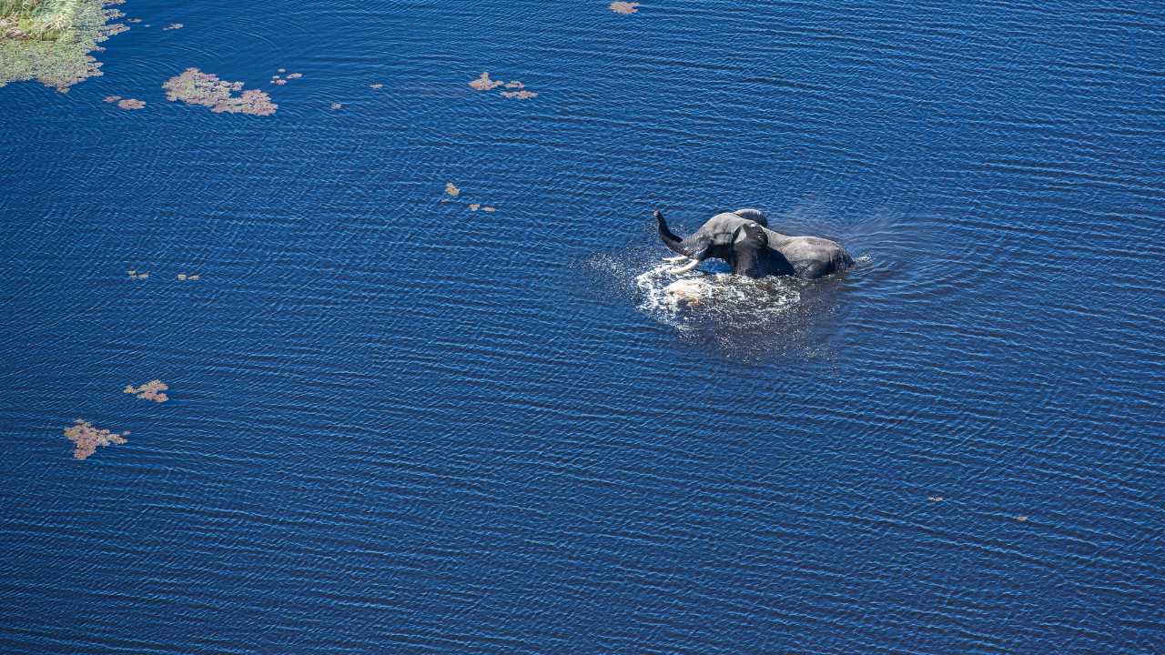 Aerial view of an elephant standing in water in Botswana’s Okavango Delta.