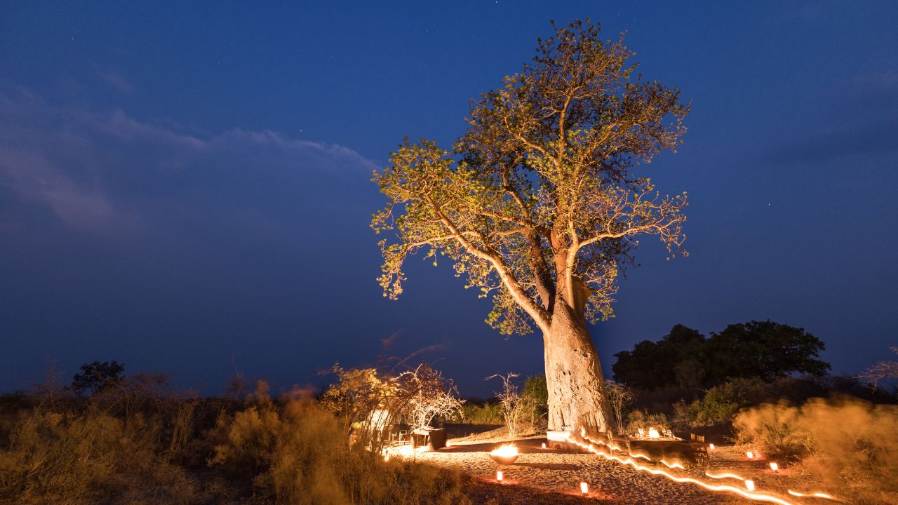Baobab tree illuminated by candlelights and campfires for evening al fresco dinner at Sitatunga Private Island, Botswana.