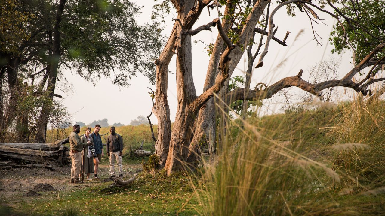 Couple on a private walking safari in the Okavango Delta at Sitatunga Private Island, listening to guide explain vegetation, Botswana.
