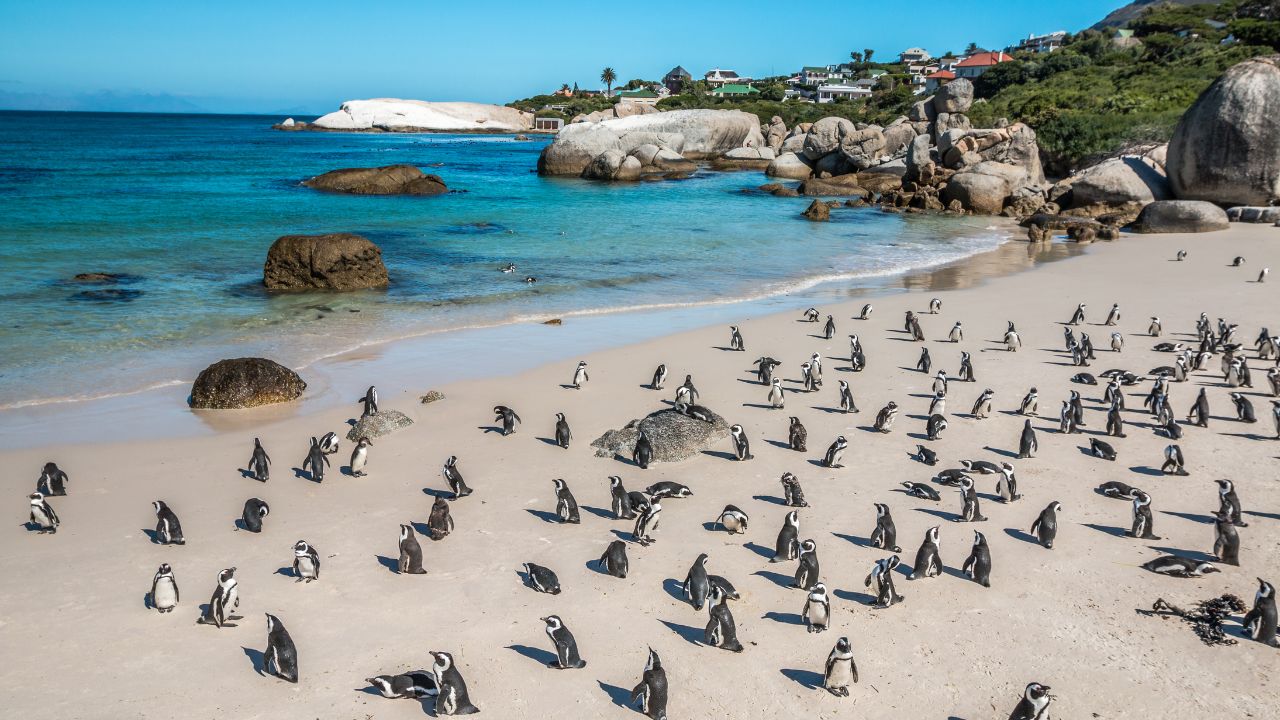 Penguins on white beach with clear blue water, Cape Town