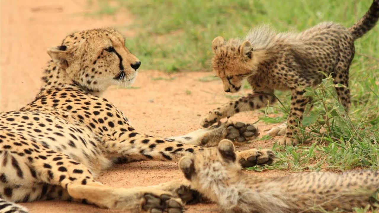 Cheetah resting on gravel with two playful cubs, Kruger Park big cats