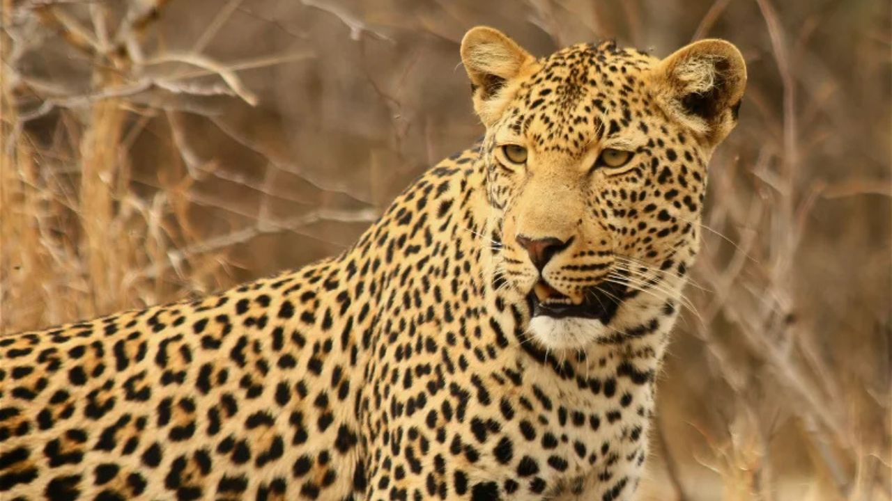 Side profile of Kruger Park leopard glancing over shoulder, big cat in natural habitat