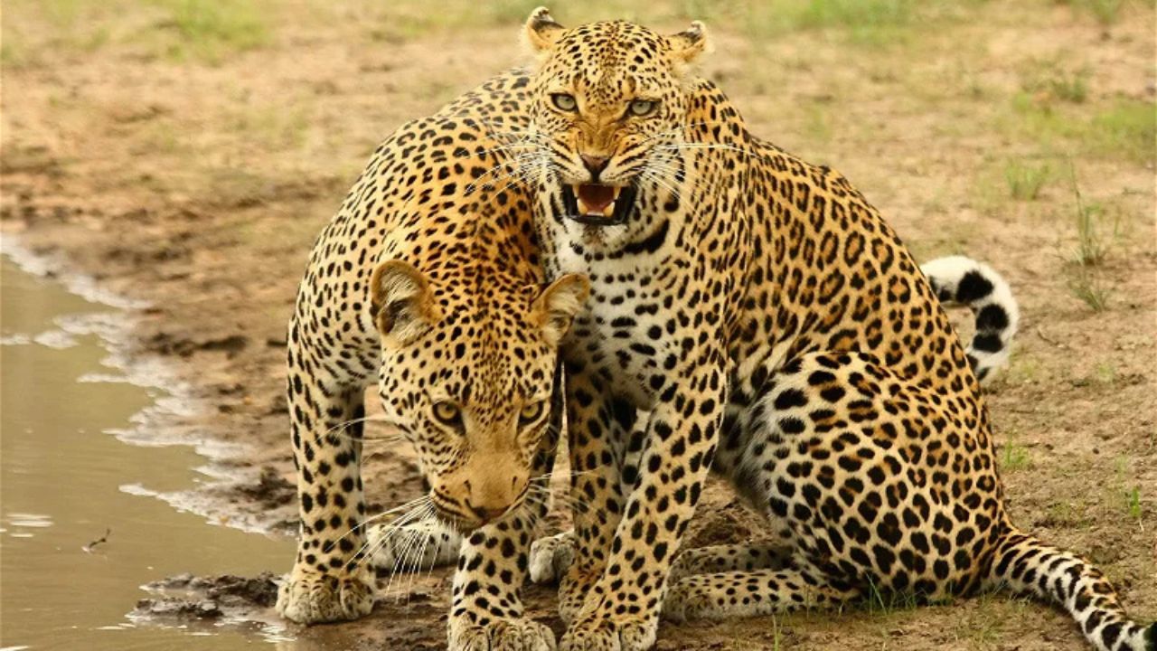 Two leopards, one growling, one crouching, close-up, Kruger Park