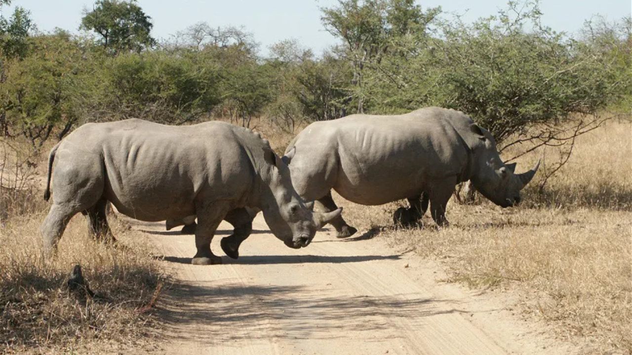 Two adult rhinos crossing tracks in Kruger Park, African big five wildlife