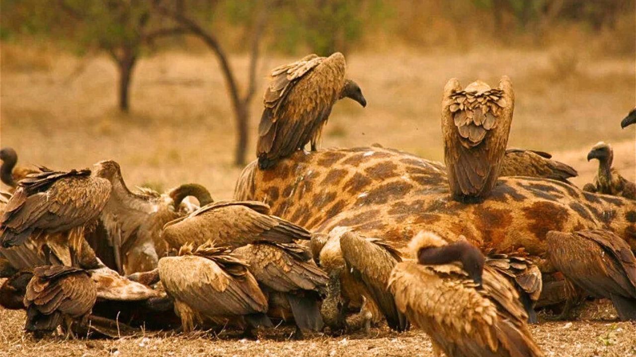 Flock of vultures feeding on giraffe carcass in Kruger Park, South Africa scavengers