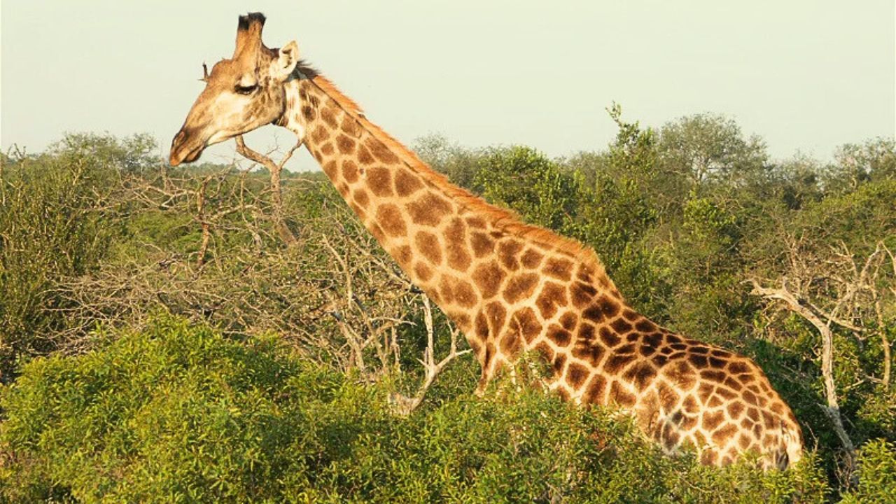 Giraffe walking through thick Kruger Park bush, head above shrubs, savannah wildlife