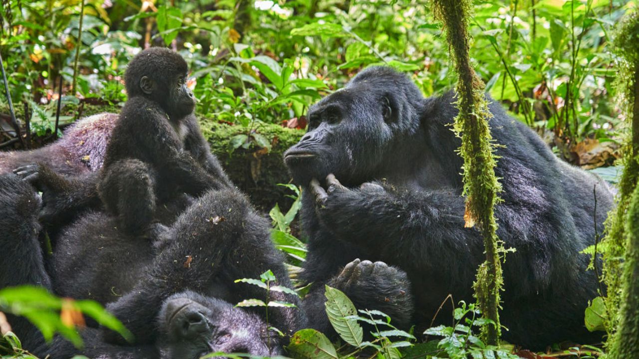 Family of gorillas in Bwindi National Park Uganda
