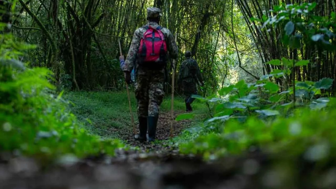 Gorilla trekking guide walking into Bwindi forest Uganda