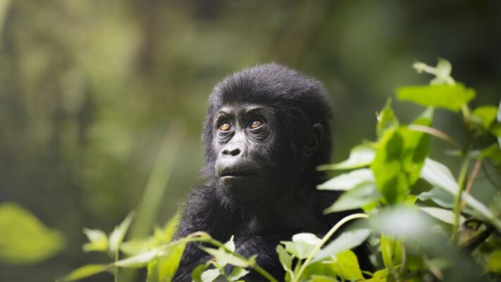Young gorilla close-up in lush jungle Bwindi Uganda