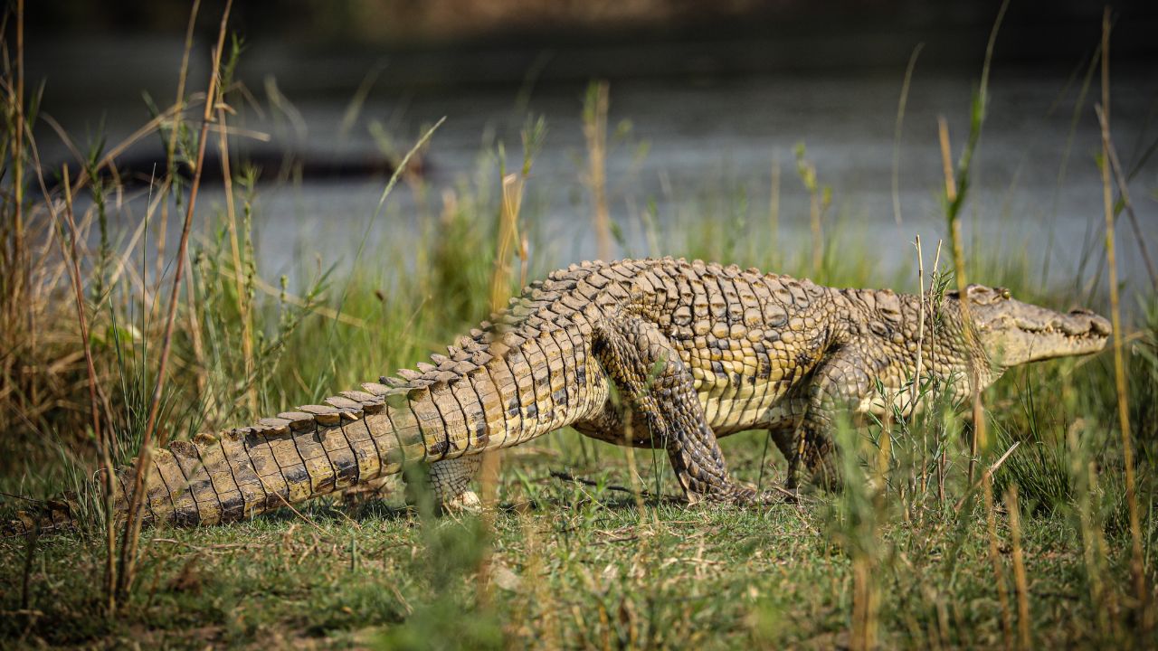 Large crocodile walking along grassy banks of Zambezi River, Zambia