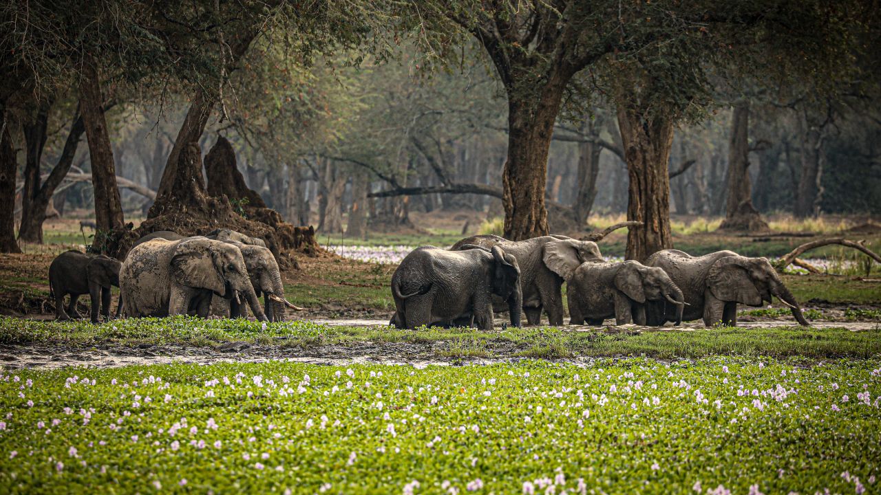 Herd of elephants, including babies and adults, wading in Zambezi River with trees in background, Zambia