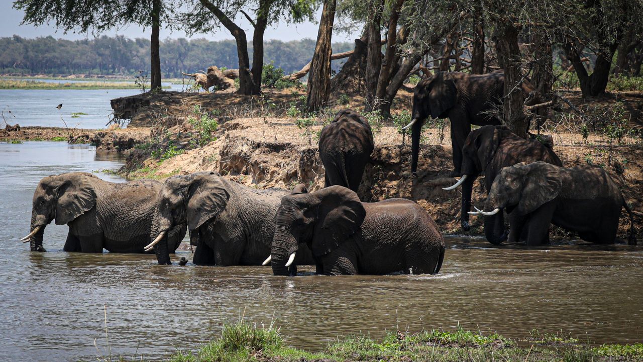 Herd of elephants wading and drinking in Zambezi River, Zambia